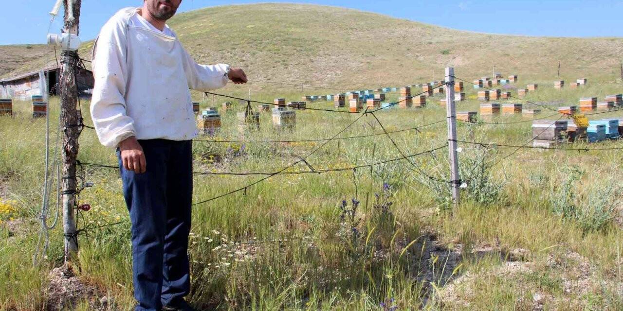 Zekası ile ayıları yendi