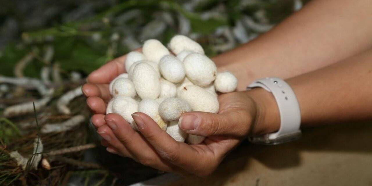 Ordu’da ’ipek böcekçiliği’ dönemi