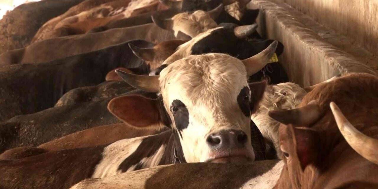 Hayvan üreticisinden kurbanlık alacak vatandaşlara uyarı: "Vatandaşlar ellerini çabuk tutsunlar"