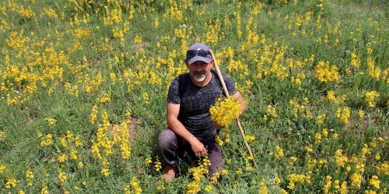 Asırlar önce askerlerin yarasını sarıyordu, günümüzde de önemini koruyor