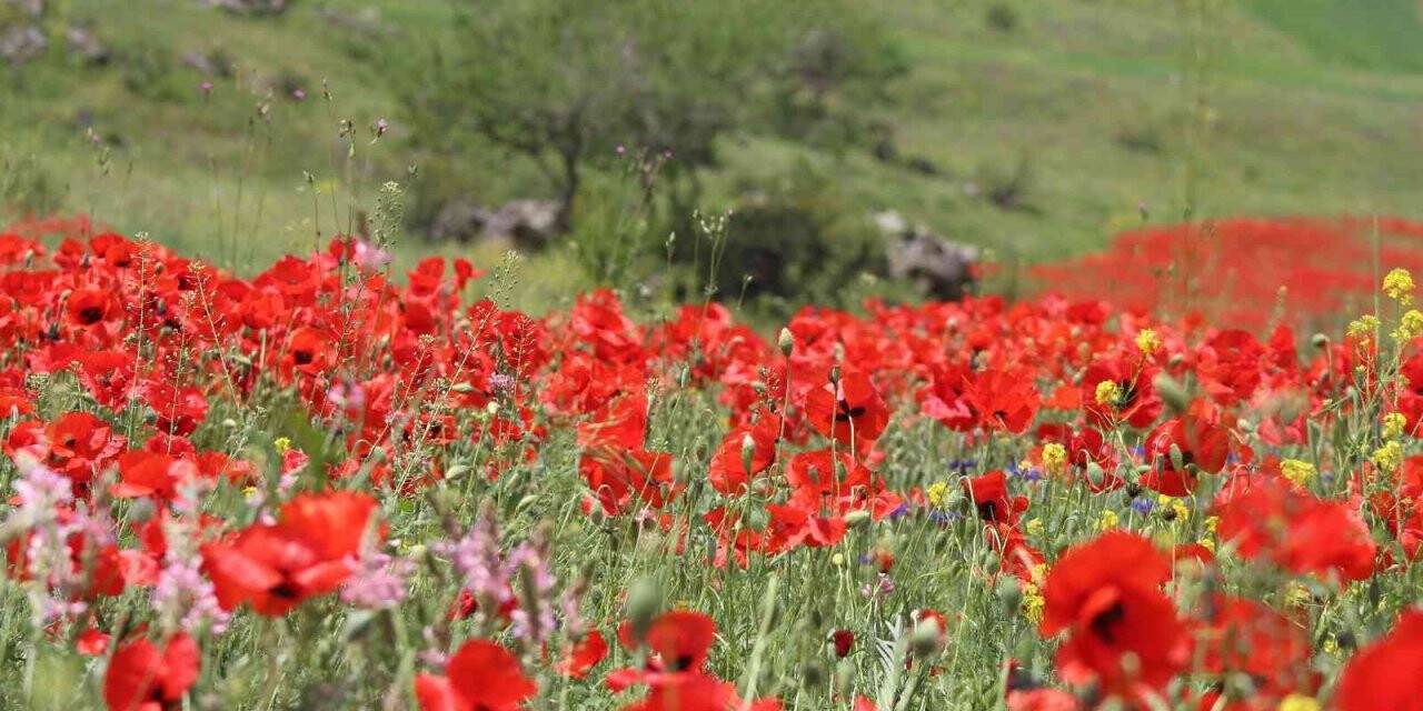 Iğdır’ın yüksek kesimlerinde bahar güzelliği