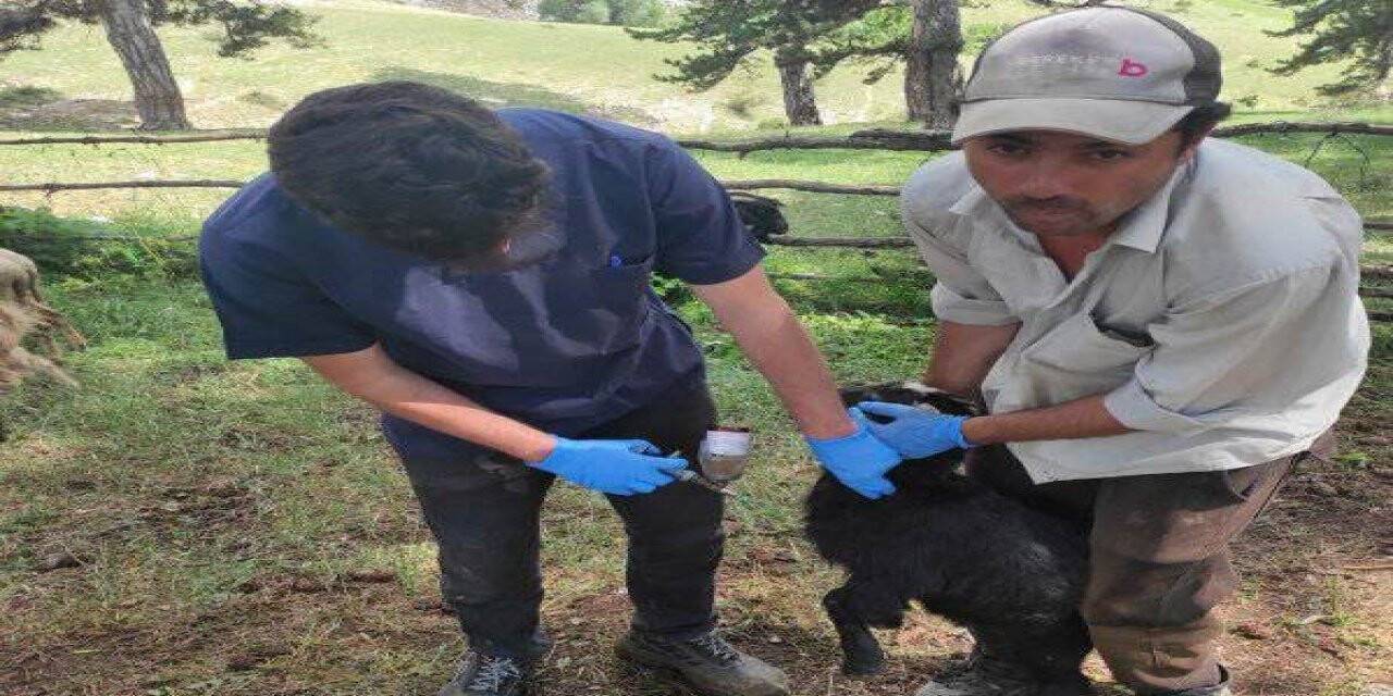 Emet’te küçükbaş hayvanların tanımlanması ve aşılama çalışmaları