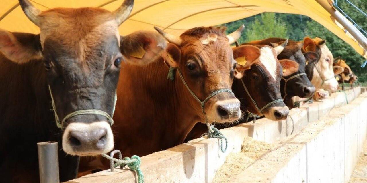 Samsun’da kurban satış ve kesim yerleri belli oldu