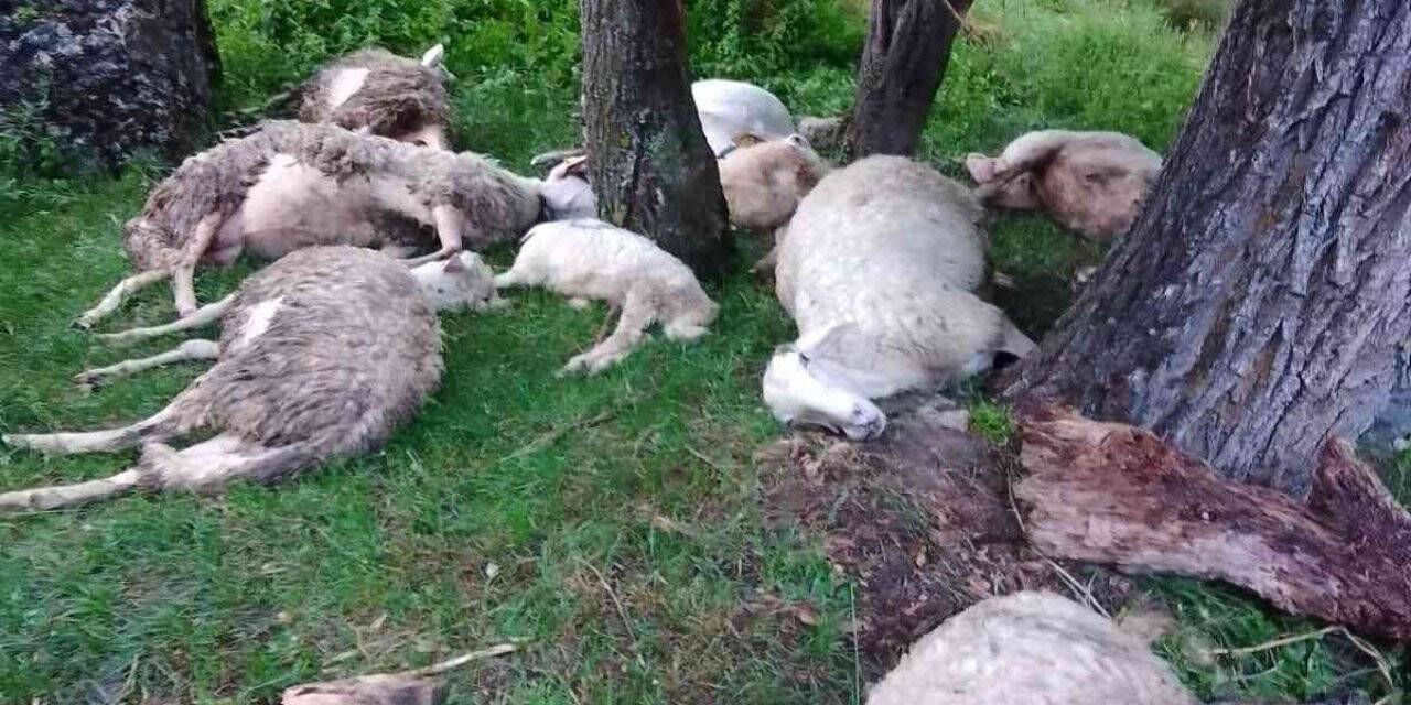 Afyonkarahisar’da 9 küçükbaş hayvan telef oldu