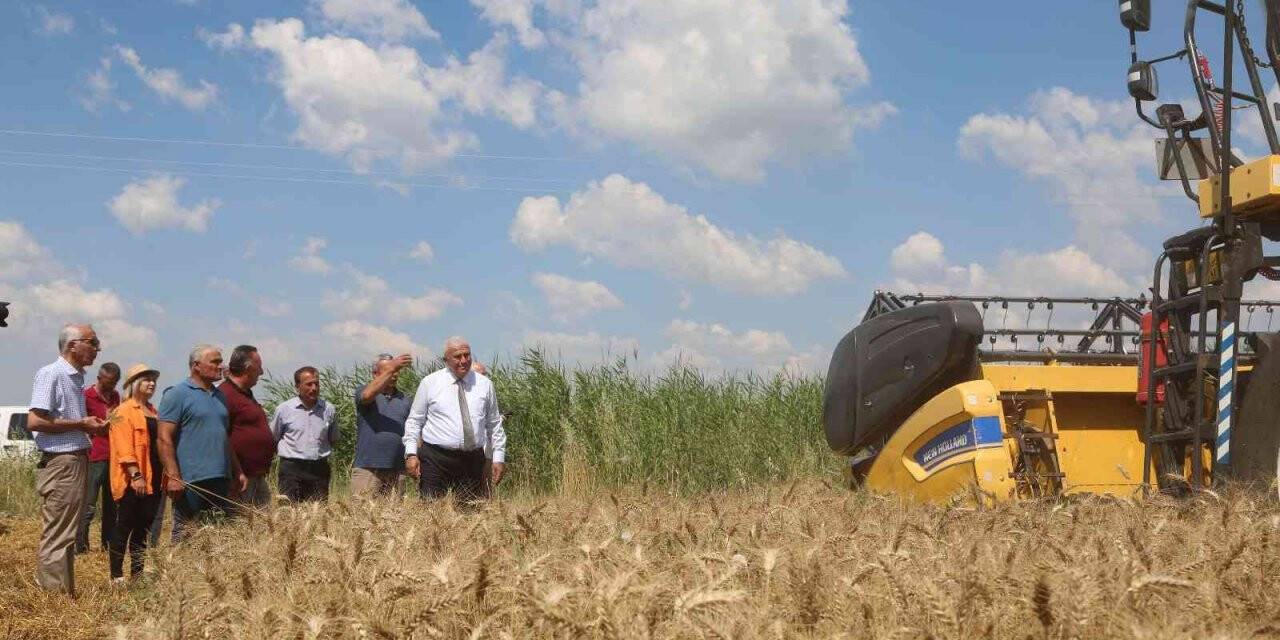 Başkan Atay’dan buğday hasadı