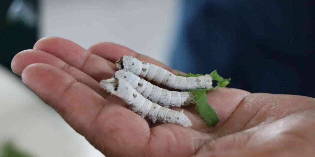 İpek Böceği Besleme Evi’nde çalışmalar devam ediyor