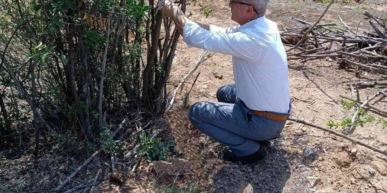 Antep fıstığı Eskişehir’de yaygınlaşıyor