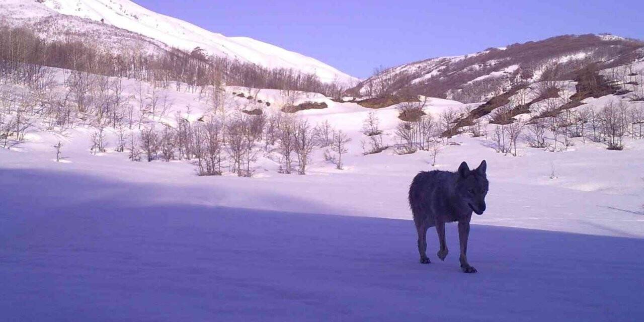 Bingöl’de yaban hayatı fotokapanlara yansıdı