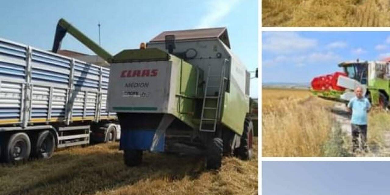 BAÜN’de 203 ton arpa hasadı yapıldı