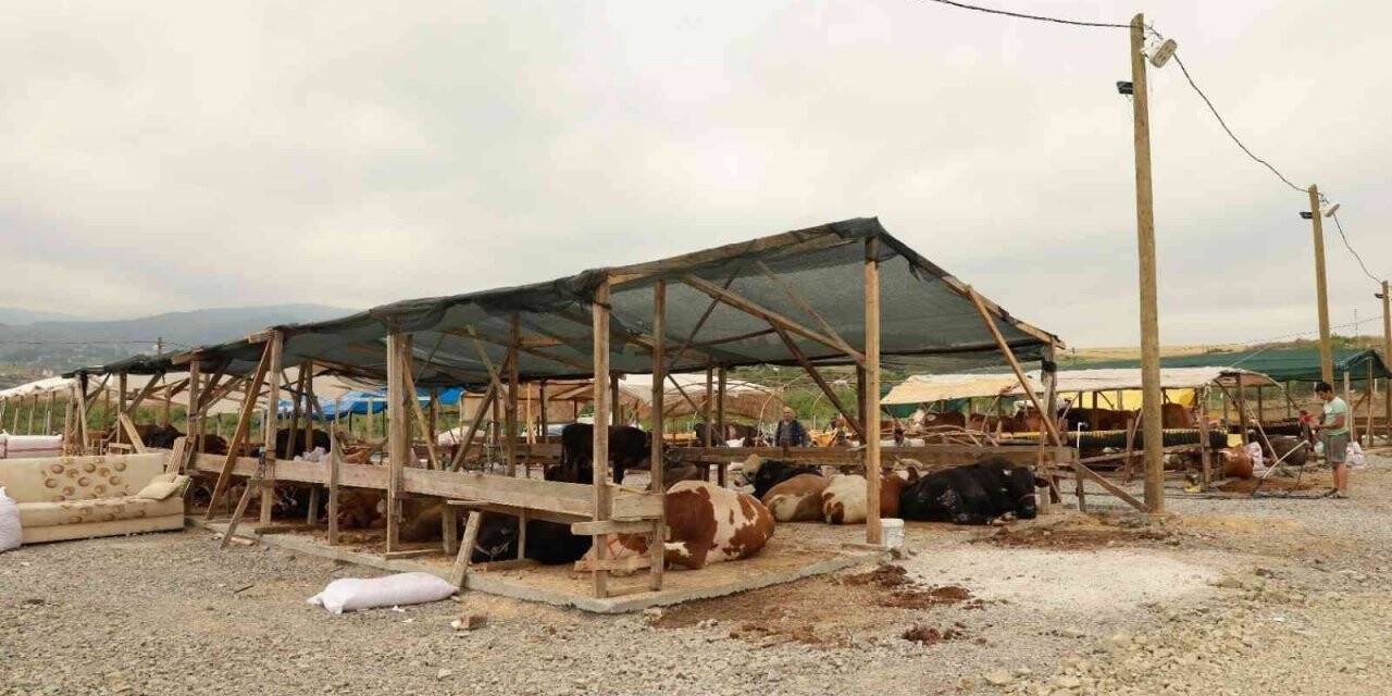 Yalova Kurban Pazarı artık Kazımiye köyünde