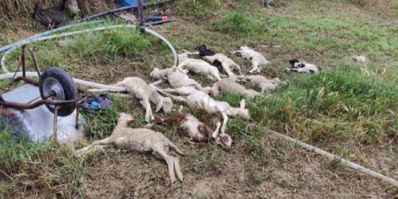 Ankara Haymana’da sel meydana geldi, hayvanlar telef oldu