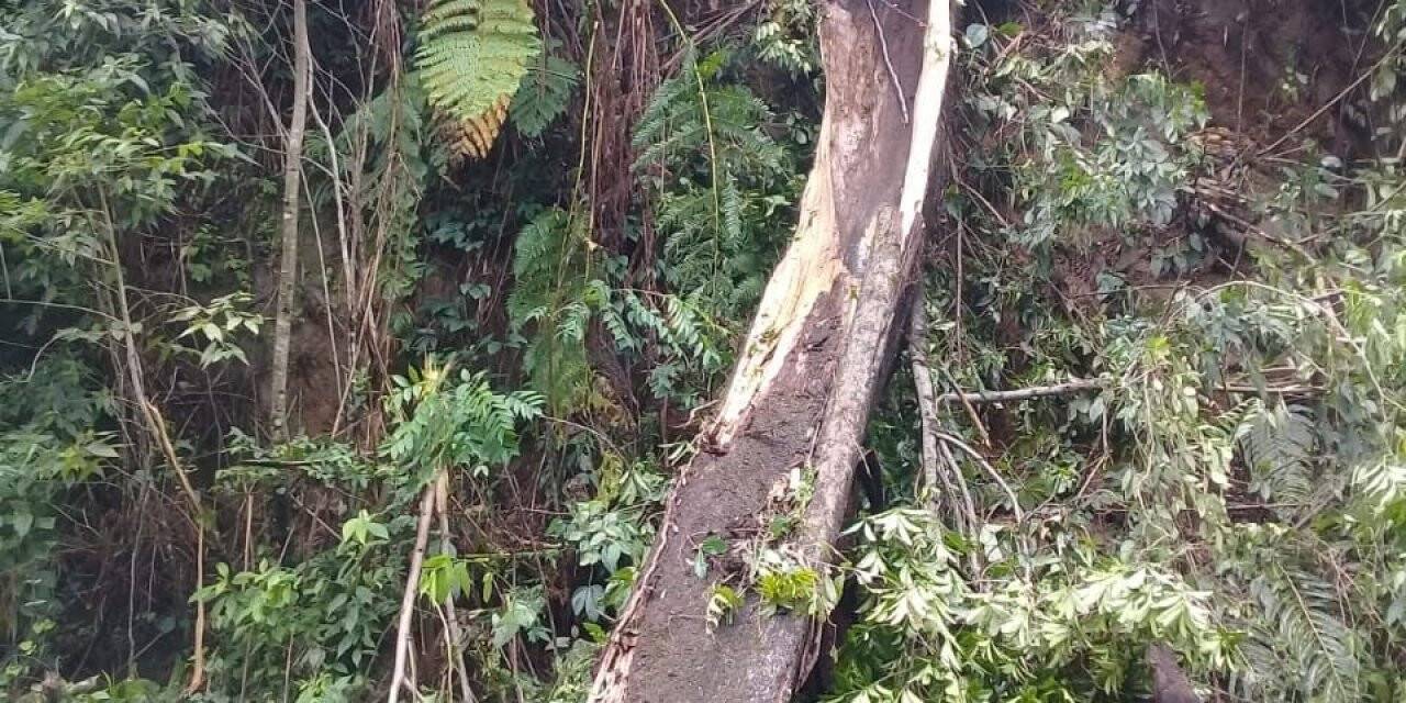 Meksika’da 25 metrelik ağaç devrildi: 3 ölü, 1 yaralı