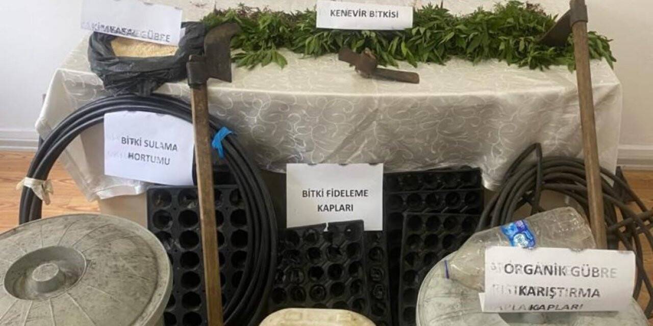 Jandarma tarlada ekili 2 bin 53 kök keneviri drone ile tespit etti: 1 gözaltı