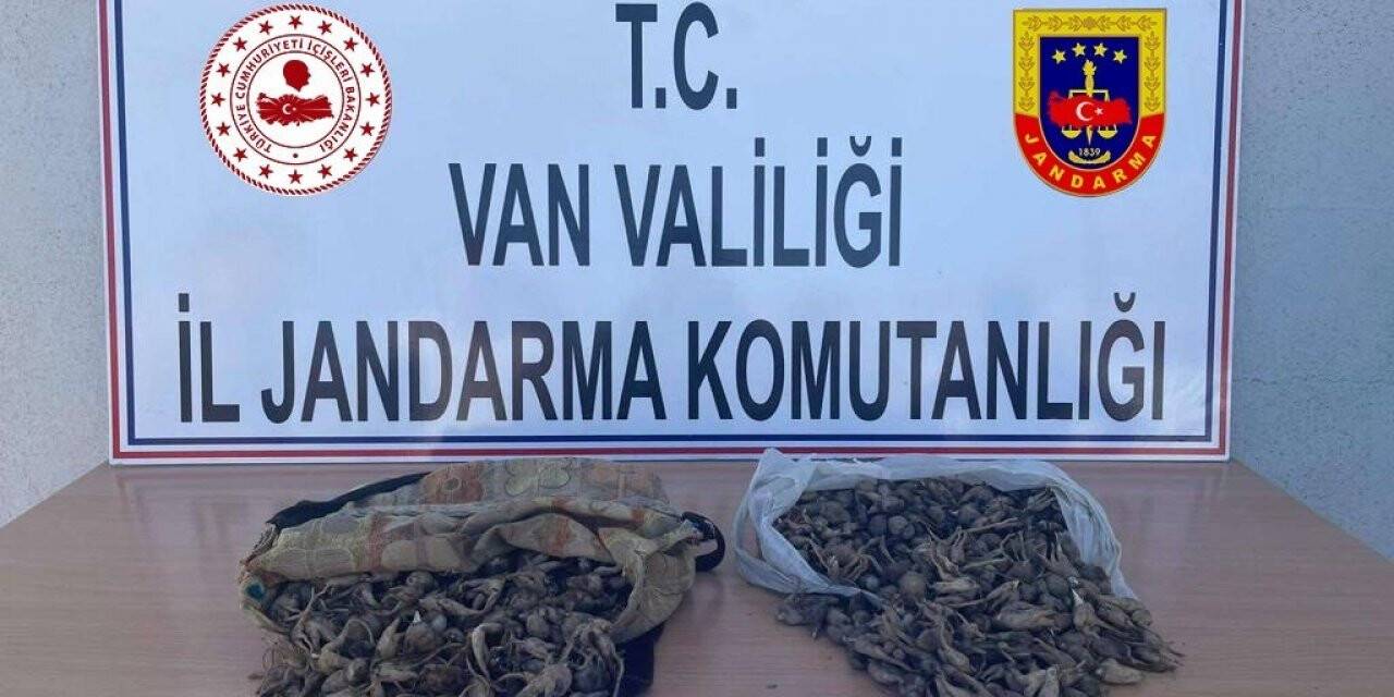 İzinsiz salep soğanı toplayana para cezası