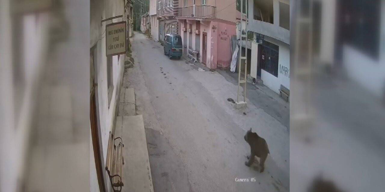 Karşısına çıkan ayıyı bağırarak korkutup kaçırdı