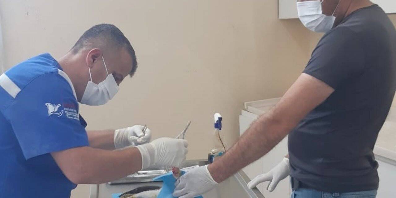 Hakkari’de kediye amputasyon ameliyatı