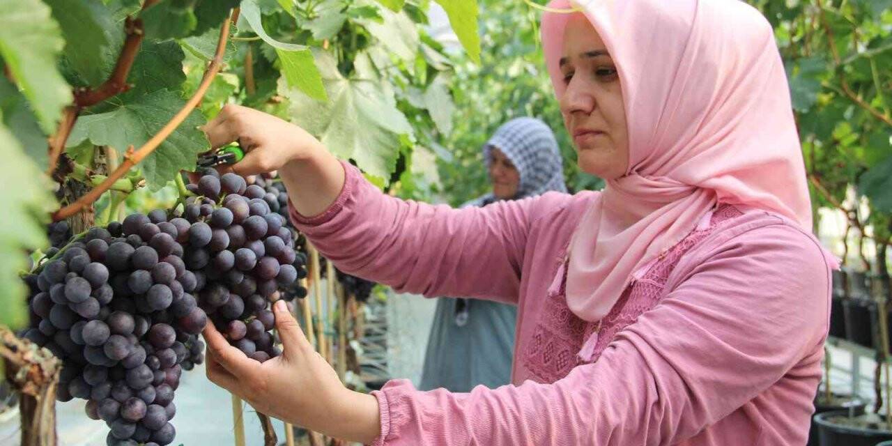 Türk mühendislerinin geliştirdiği üzüm çeşidi üretime hazır