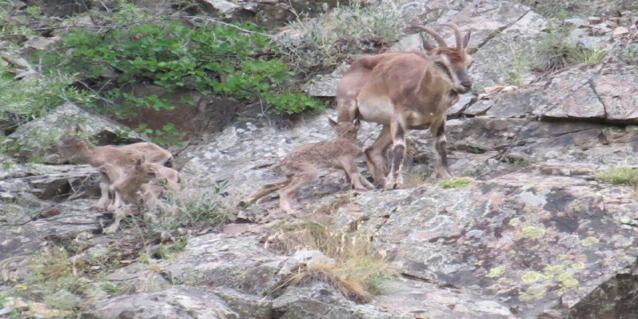 Sürekli yattığı için endişelendiği dağ keçisini 2 gün sonra 3 yavrusu ile görünce rahat nefes aldı