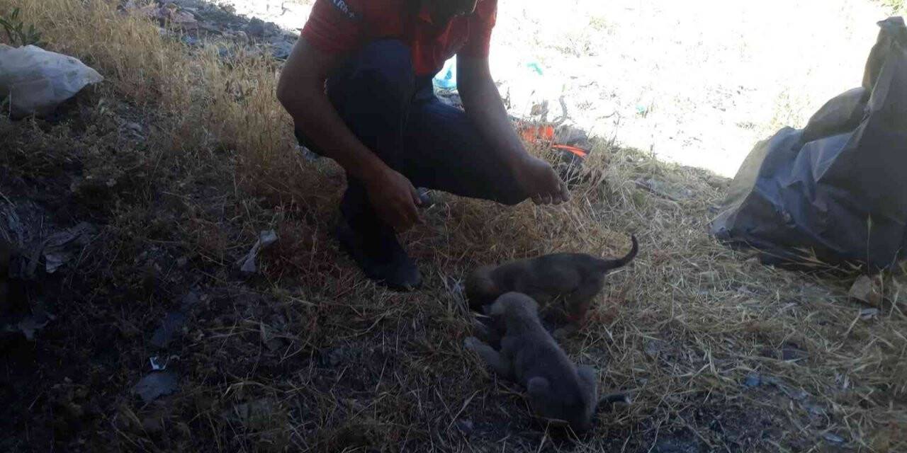 Mardin’de kuyuya düşen yavru köpekler itfaiye ekipleri tarafından kurtarıldı