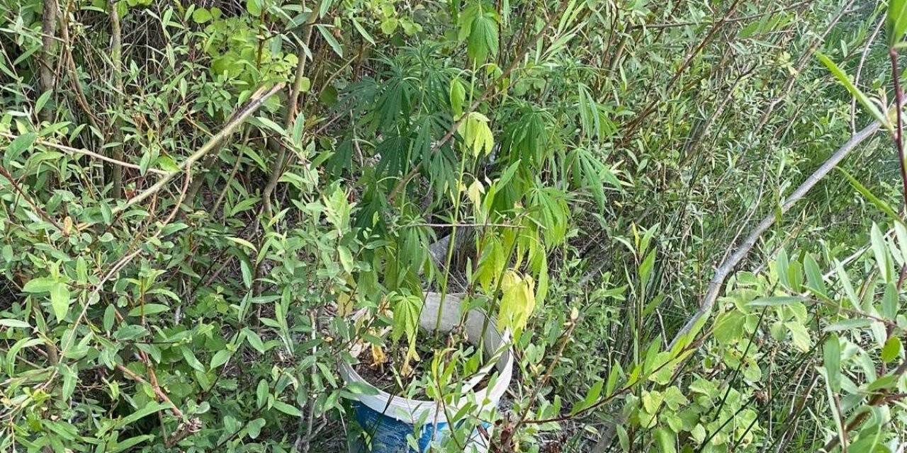 Tarlasının kenarına kenevir ekti gözaltına alındı