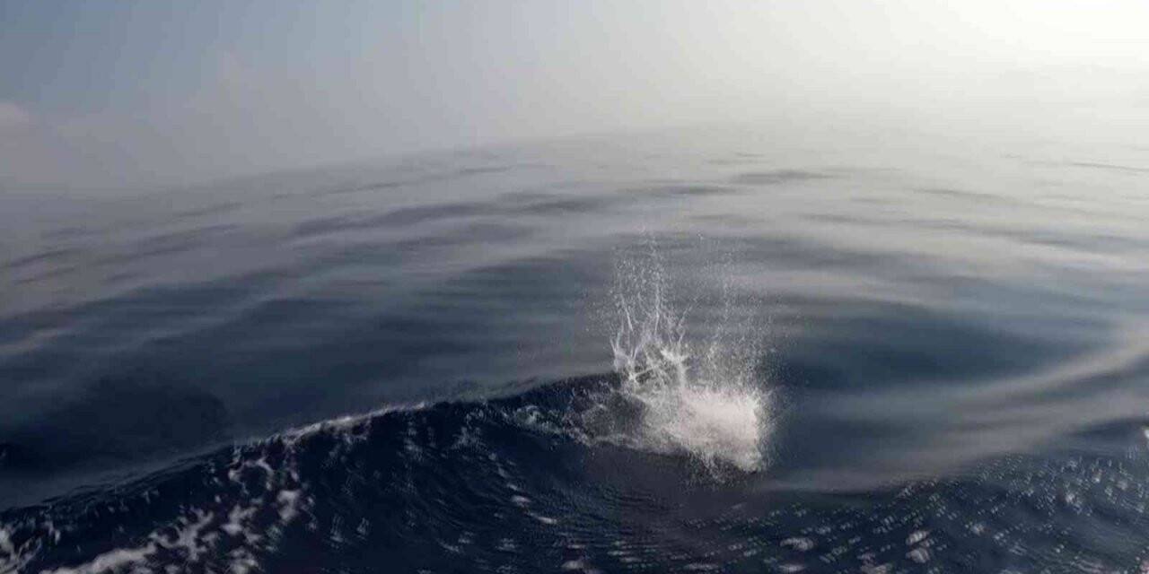 Palamut drone düşürdü: O anlar kamerada