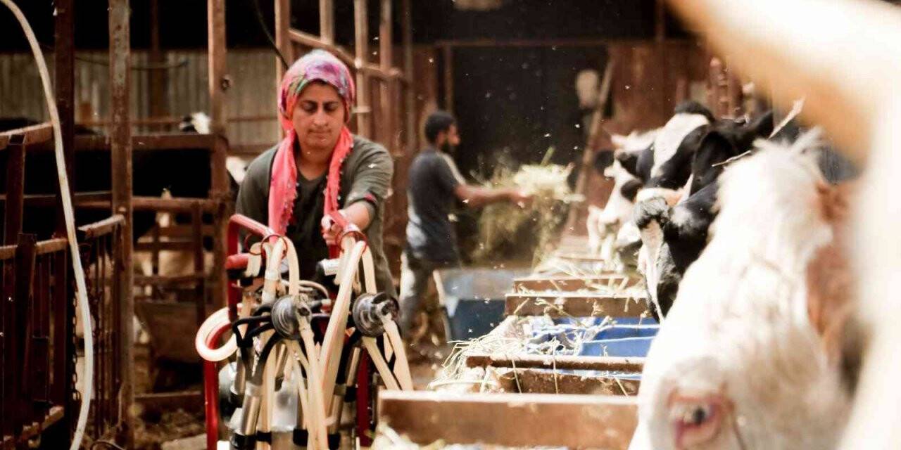 Evde canı sıkılan kadın hayvancılık işine girip 15 yılda servet sahibi oldu