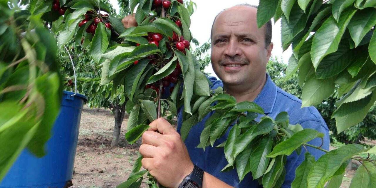 5 ülkeye ihracatı yapılan ’Napolyon’ cinsi kirazın hasadına başlandı