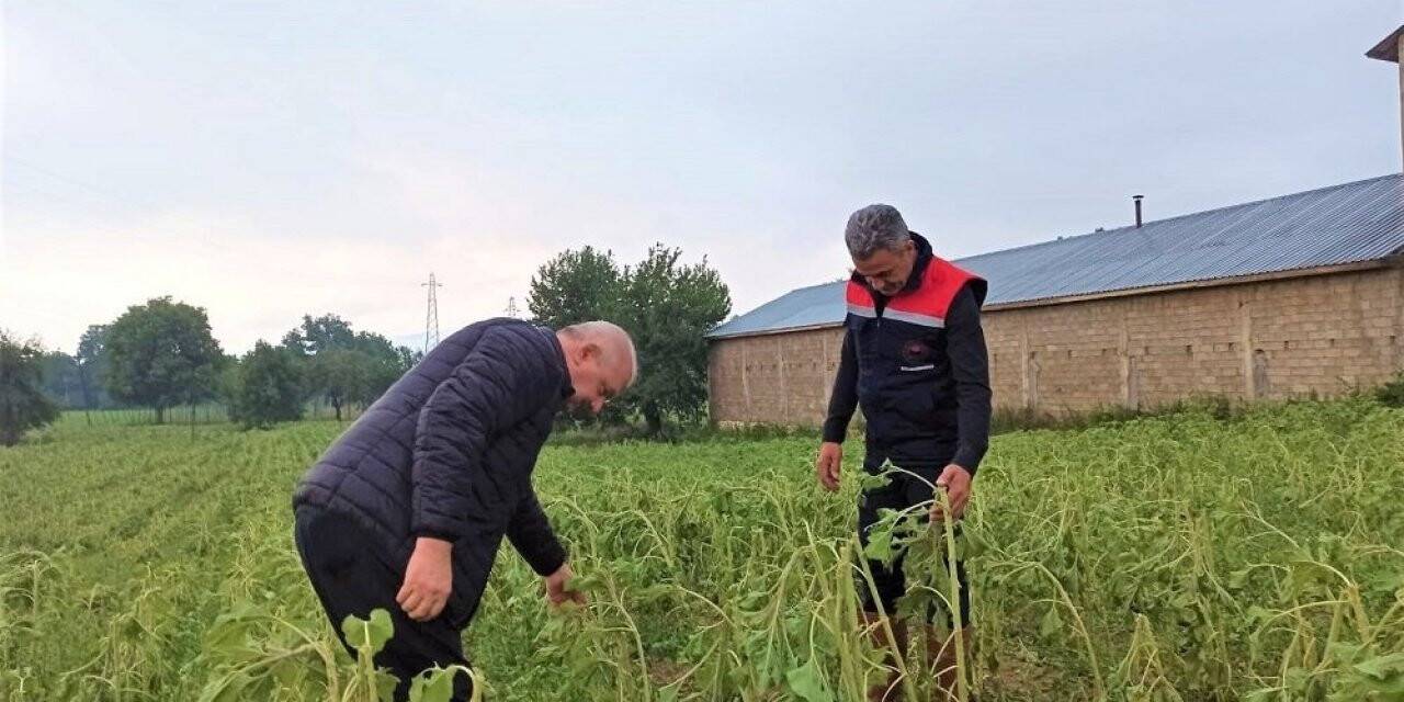 Selden zarar gören tarım alanlarında hasar tespit çalışması başlatıldı