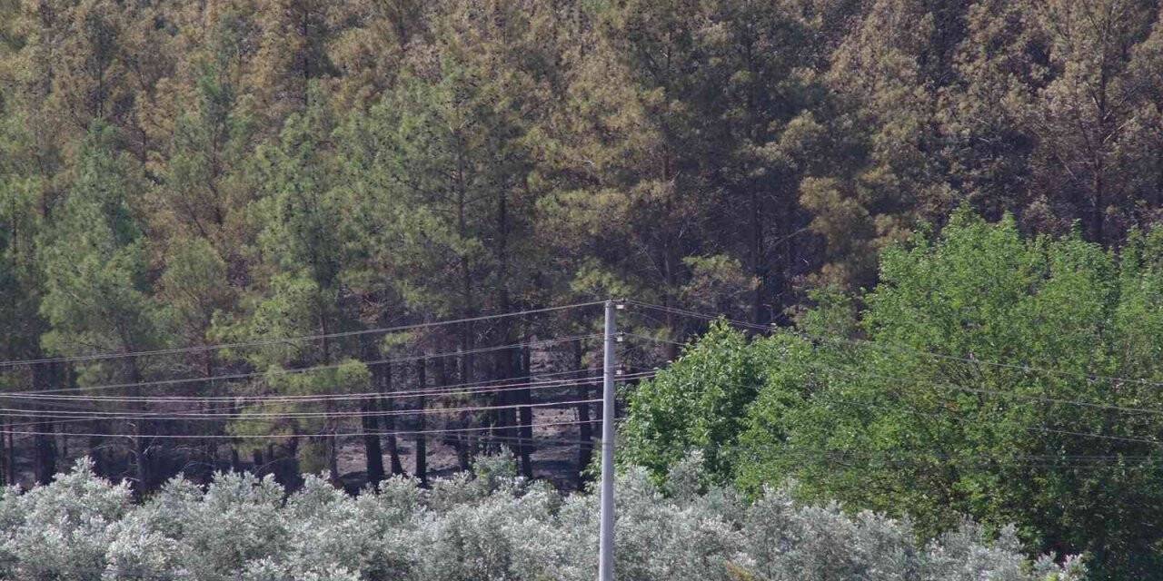 Seydikemer’deki orman yangını söndürüldü