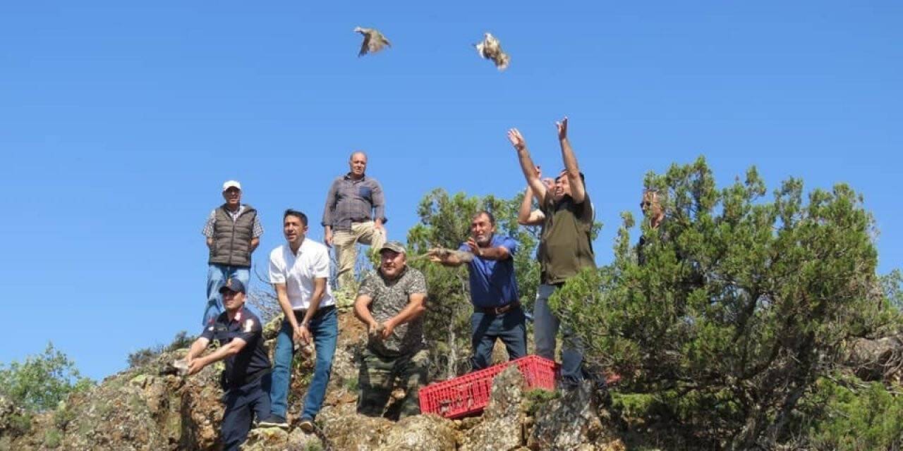 Özenle büyütülen kekliklerin ilk özgür kanat çırpma anları