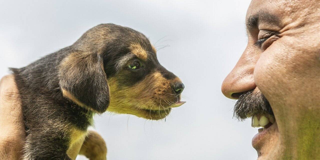 Mersin’de 2 gün çukurda mahsur kalan köpek kurtarıldı