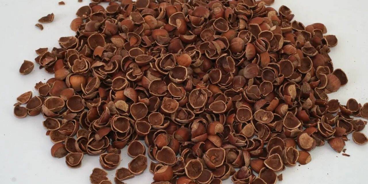 Fındık kabuğu değerleniyor