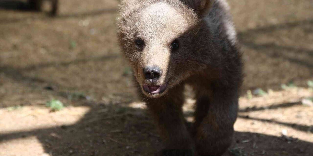 Sinop ve Van’dan getirilen iki yavru ayı, hayvanat bahçesine renk kattı