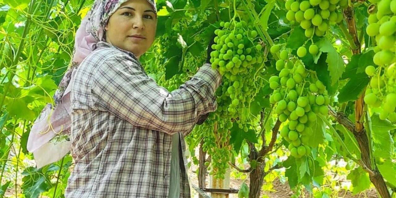 Çekirdeksiz Sultaniye üzümler ihracat için hazırlanıyor