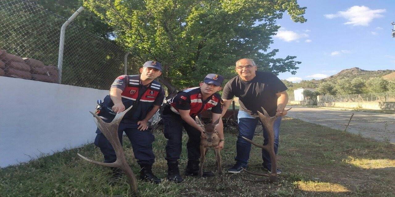 Yaralı yavru kızıl geyiği jandarma kurtardı