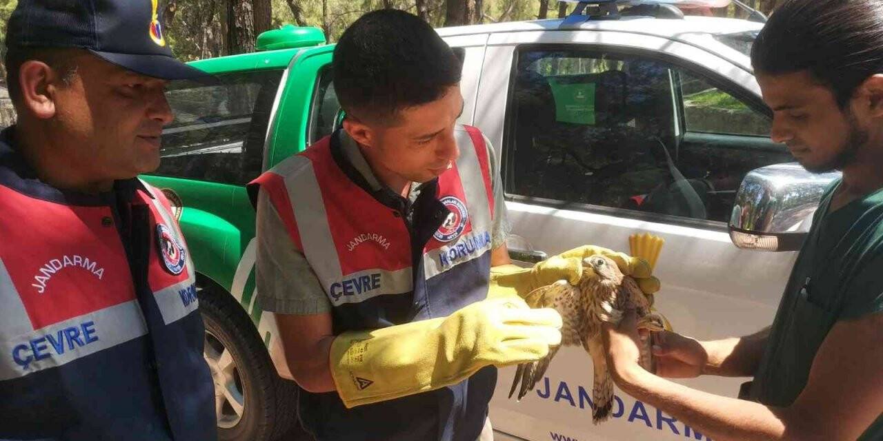 Yaralı kerkenez koruma altına alındı