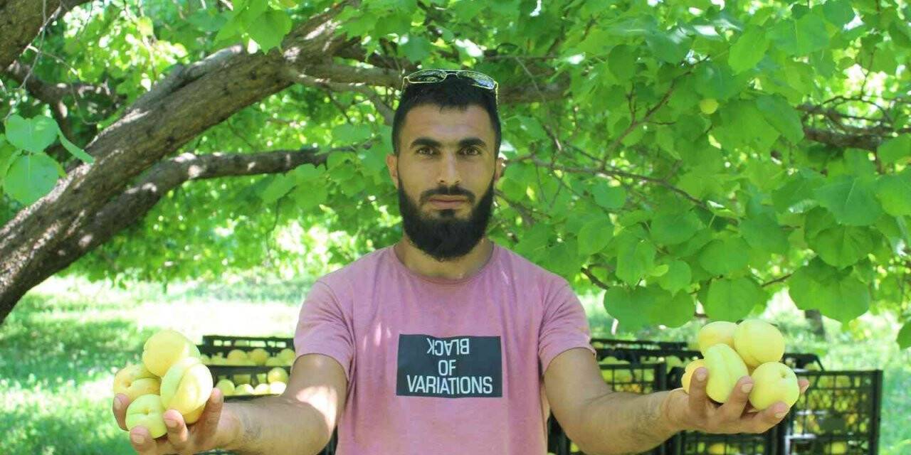 Iğdır’da sarı altın hasadı başladı, yıllık ürün beklentisi 40 bin ton üzerinde