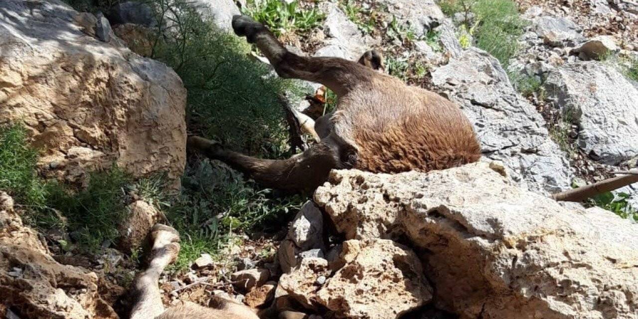 Yaban keçilerini yıldırım çarptı
