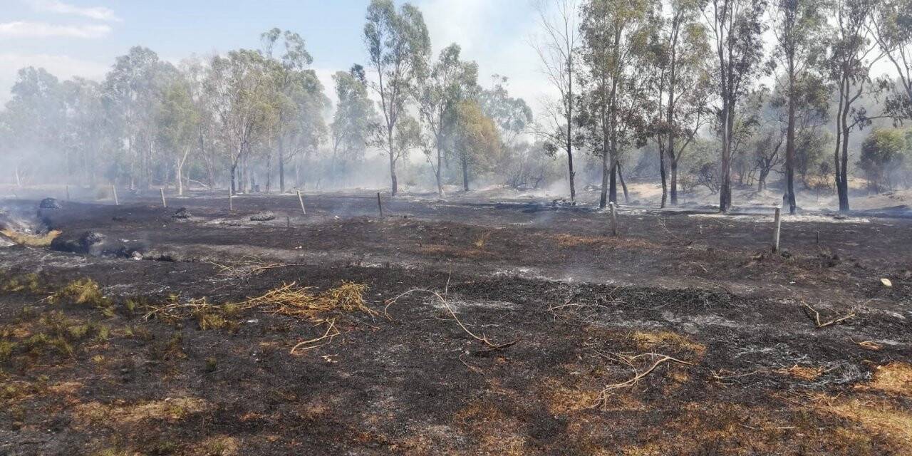 Seydikemer’de okaliptüs ağaçları yandı