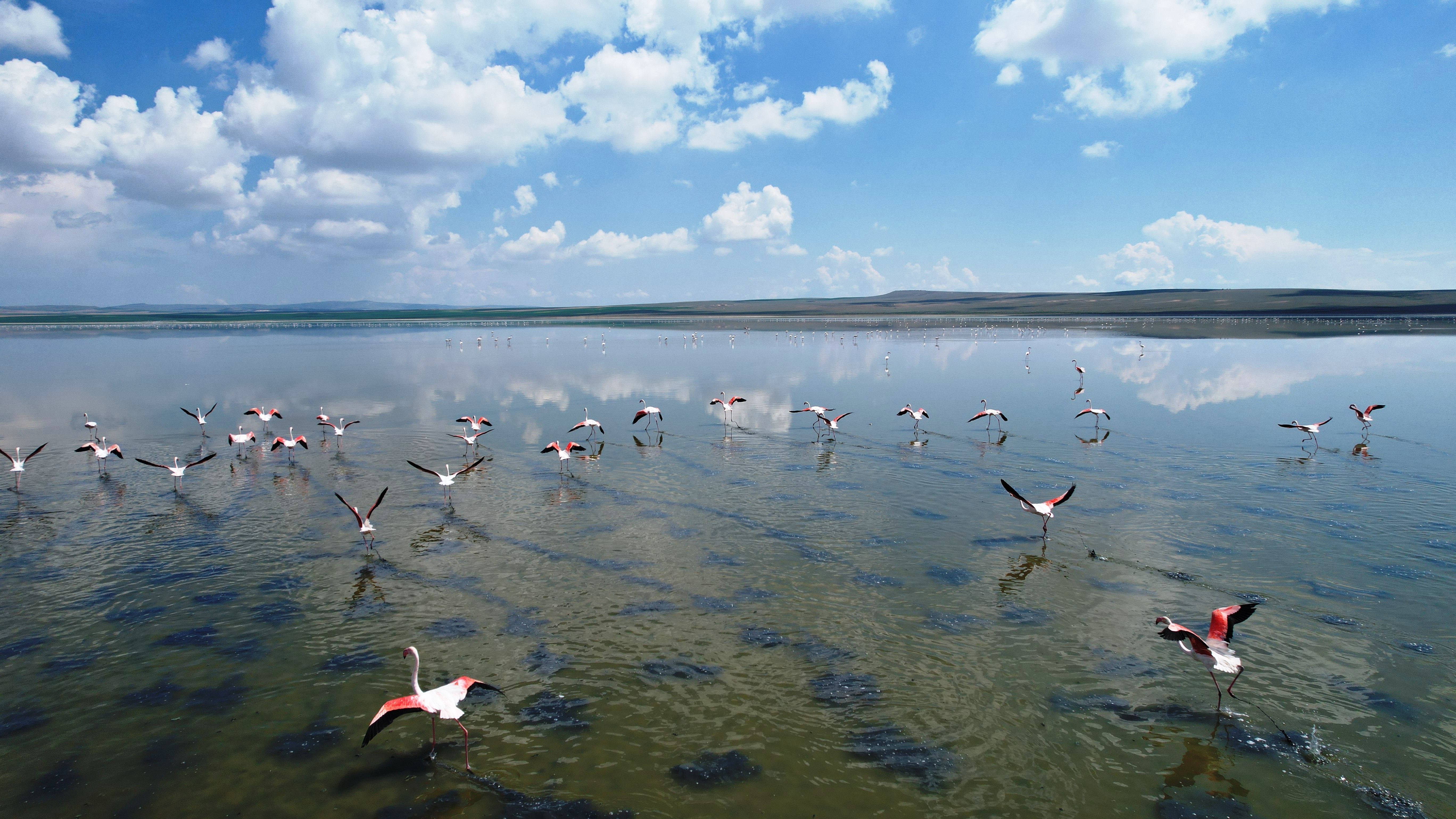 Düden Gölü’ndeki flamingolardan görsel şölen