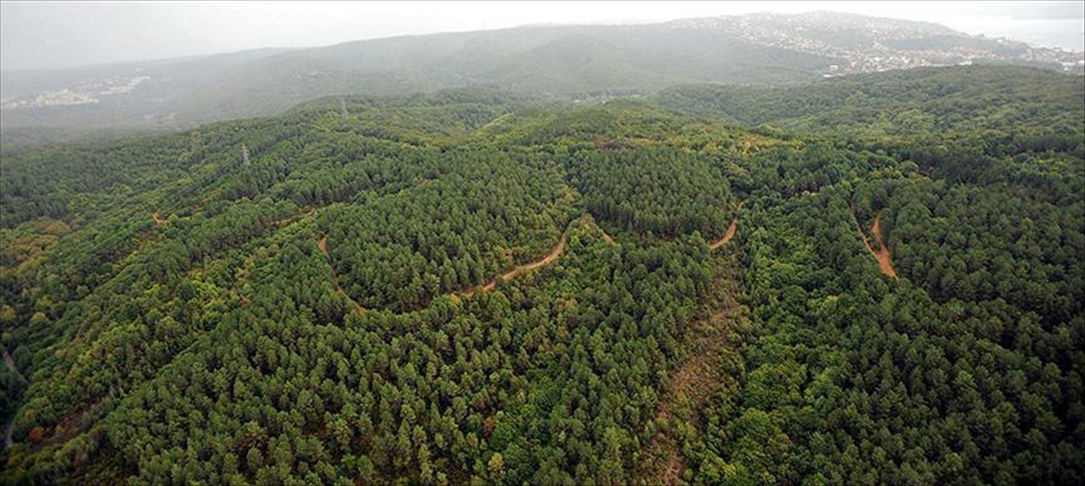TOBB "70'inci Yıl Hatıra Ormanı" oluşturacak
