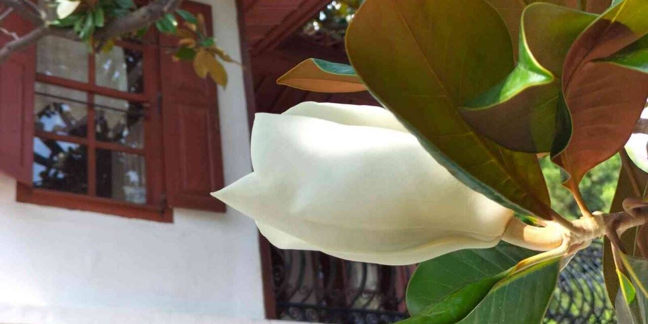 Köyceğiz’de bulunan en büyük Manolya ağacı çiçek açtı