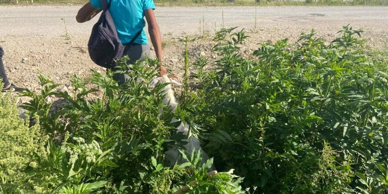 Dereye düşen keçiyi itfaiye kurtardı