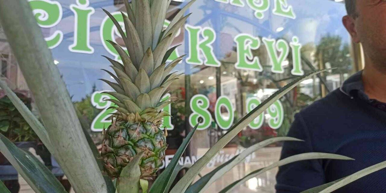 Bu dekorun meyvesi çok tatlı