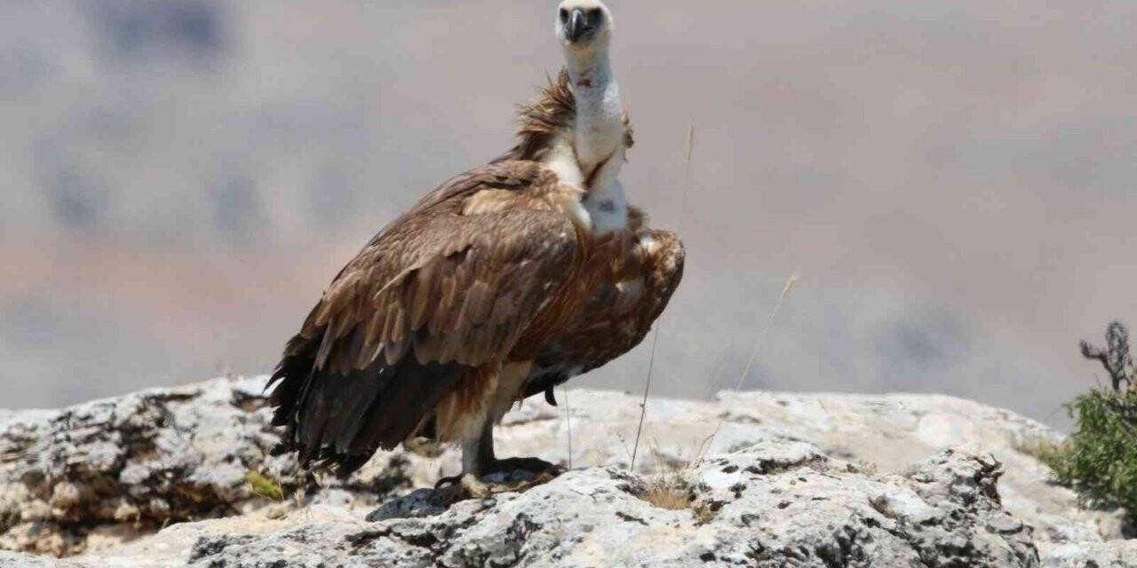 Torosların dev leşçili özgürlüğe kanat çırptı