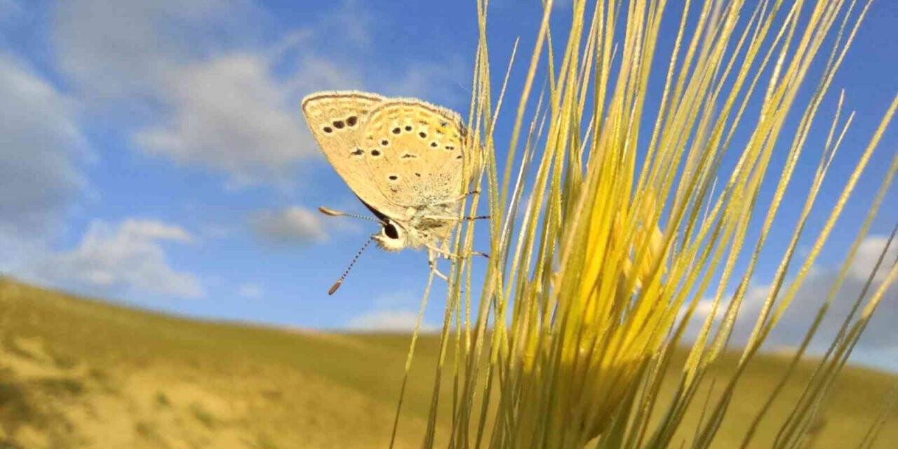Sadece Van’da uçabilen "Rose’nin Çokgözlüsü" için kilometrelerce yol kat ettiler