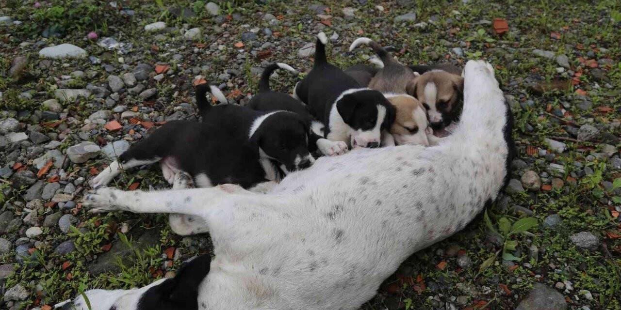 Dere yatağına düşen anne köpek ve yavruları vatandaşlar tarafından kurtarıldı