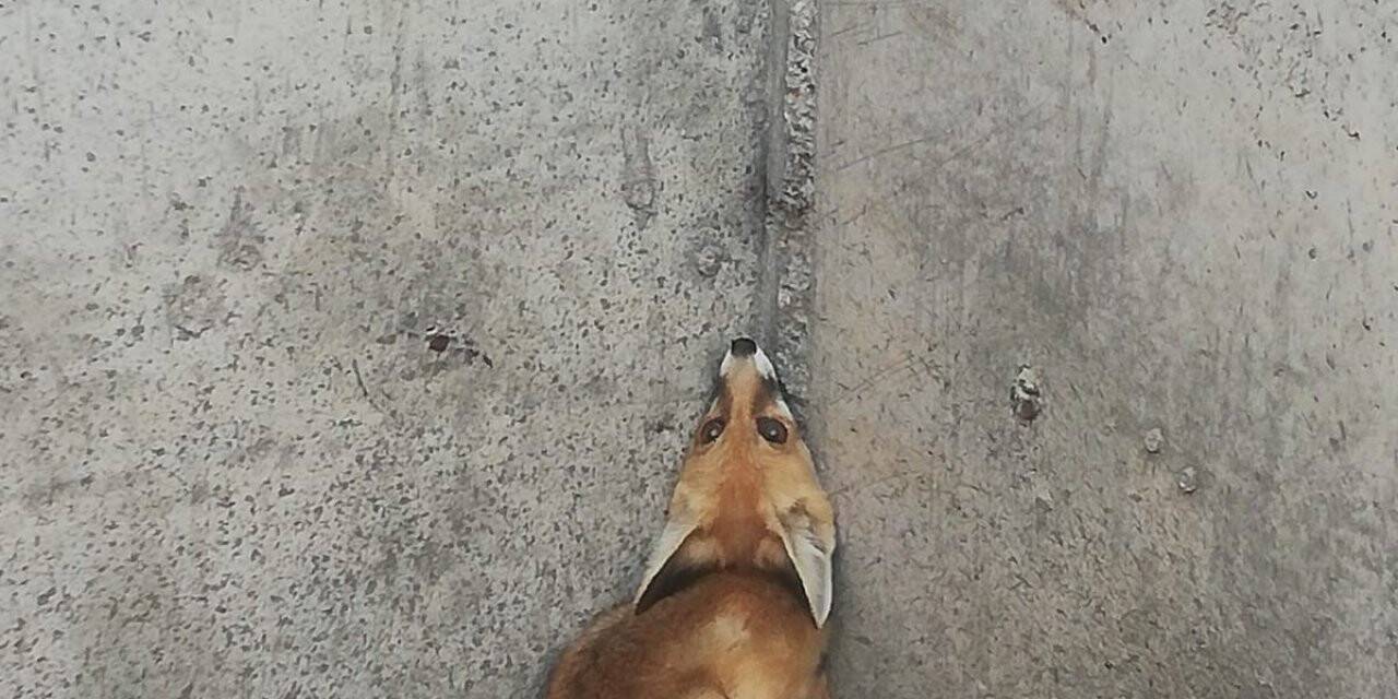Su kanalının tahliye bölgesine düşen yavru tilki, vatandaşlar tarafından kurtarıldı