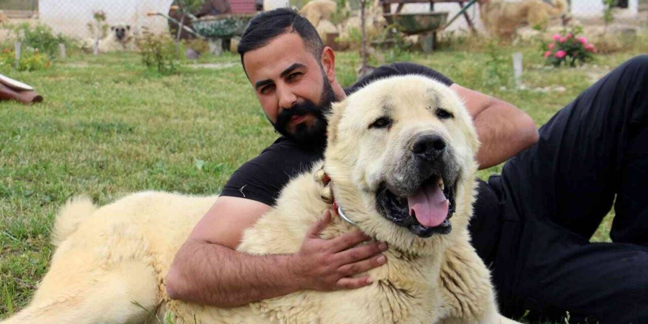 Uzman Kangal yetiştiricisi Taşdelen; Kangal köpeği Sivas’ta tanıtılmalı