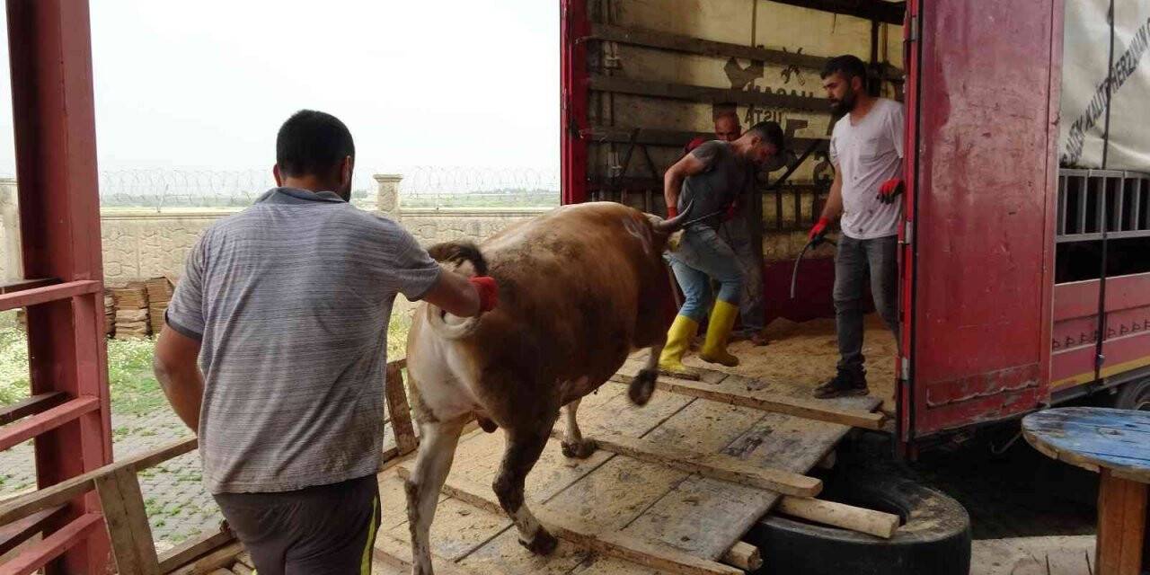 Muş’tan batı illerine kurbanlık sevkiyatı başladı